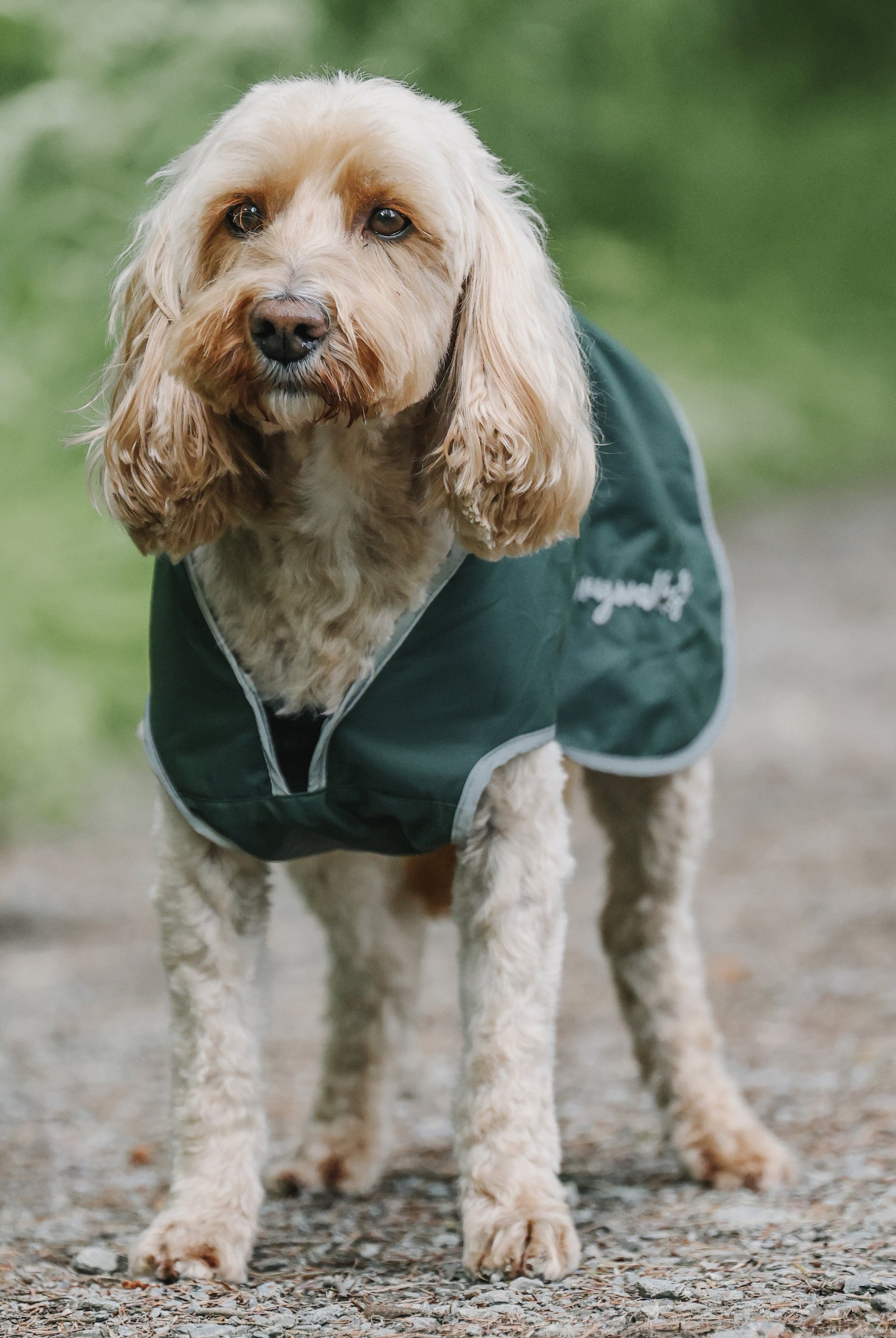 Drywalks Waterproof Dog Coat in black forest green dog wearing coat