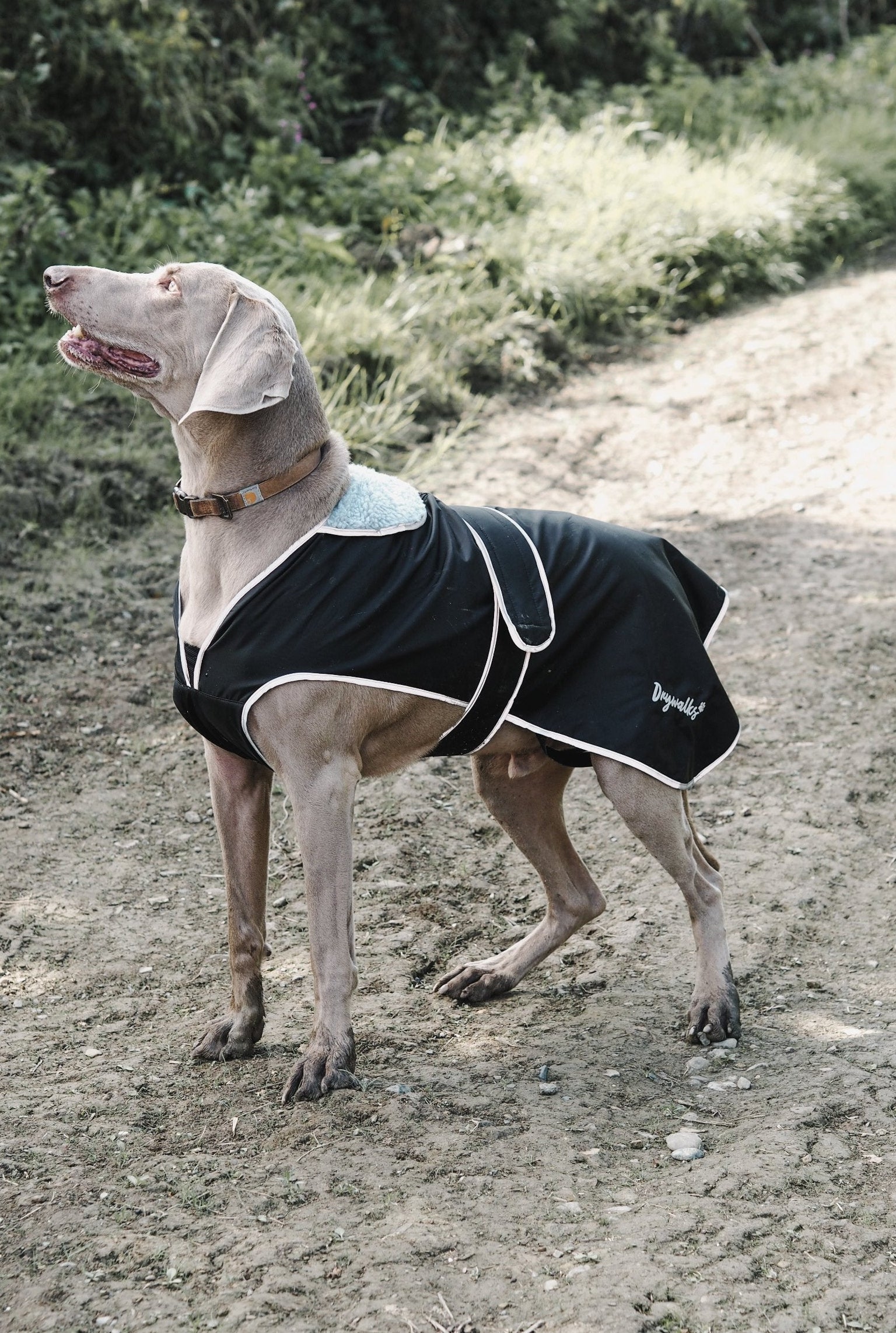 Drywalks Waterproof Dog Coat in black