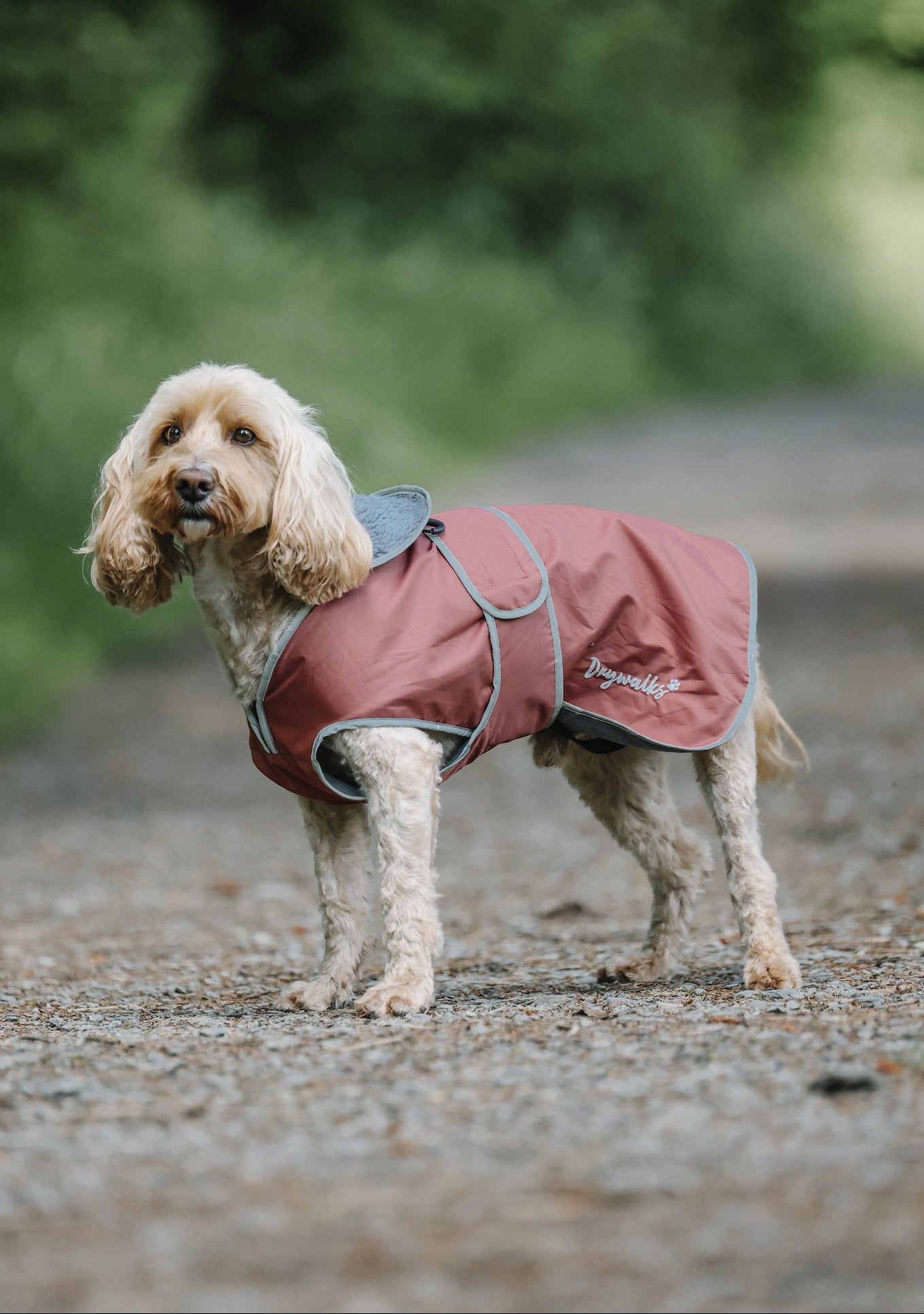 Drywalks Waterproof Dog Coat in chesnut dog wearing coat