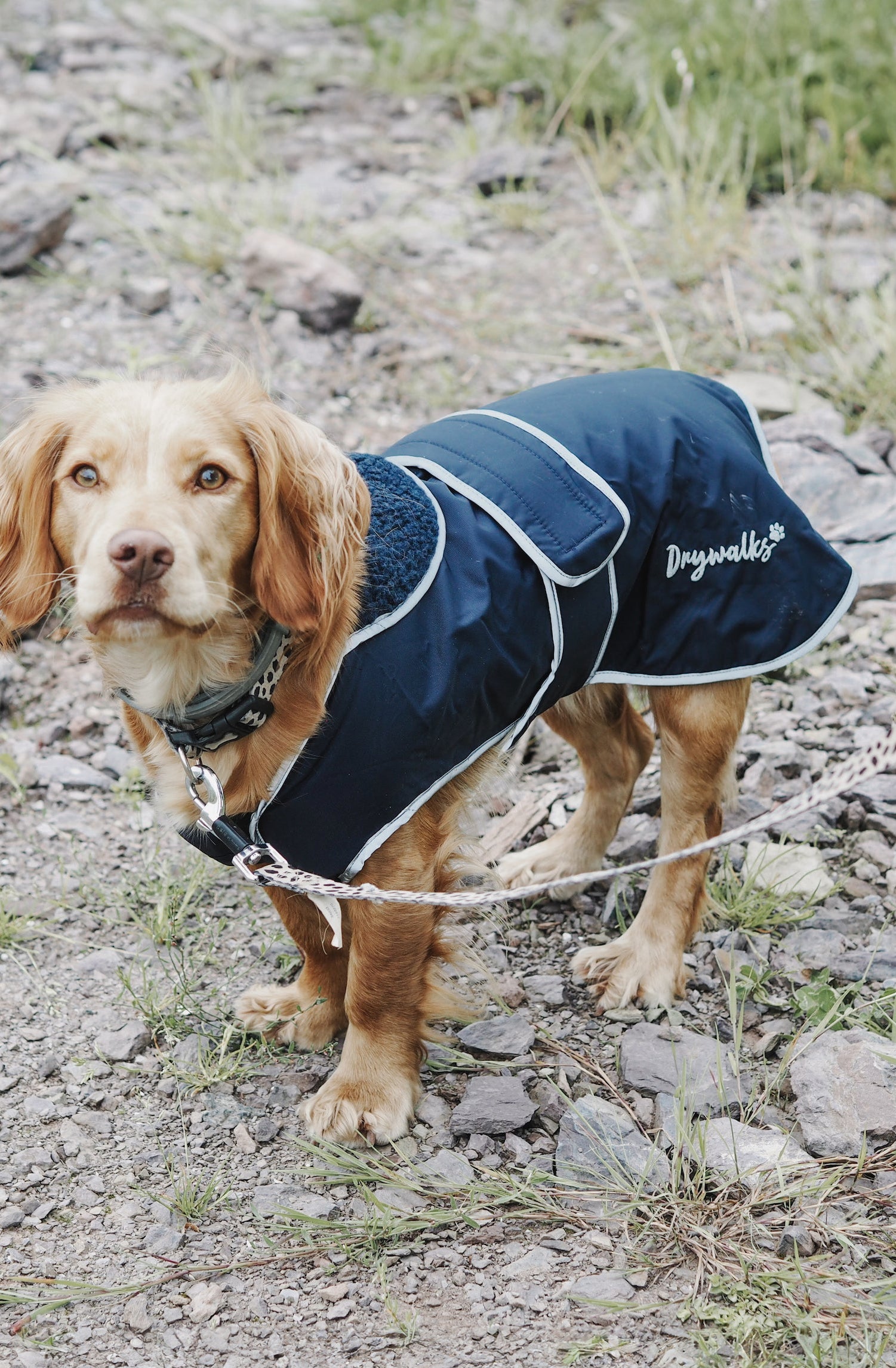 Drywalks Waterproof Dog Coat in navy