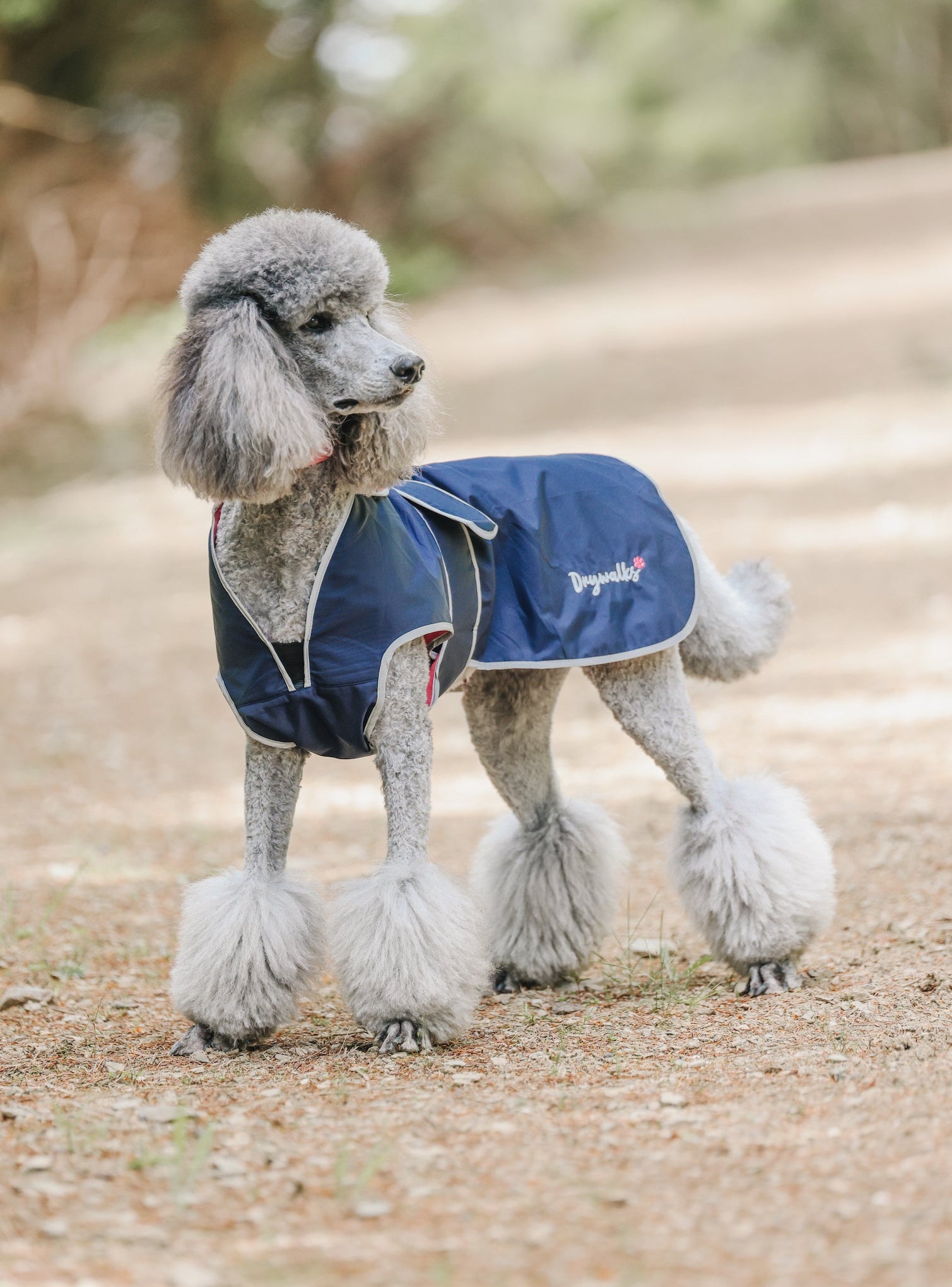 Drywalks Waterproof Dog Coat in navy poodle wearing coat