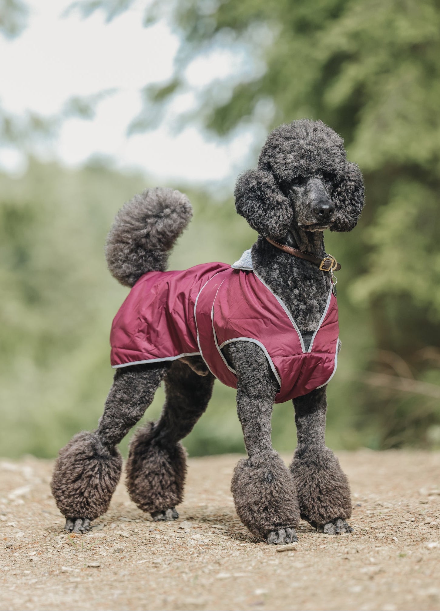 Drywalks Waterproof Dog Coat in plum poodle wearing coat on walk
