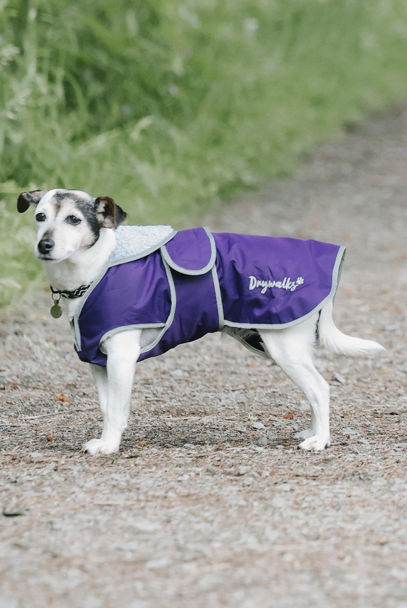 Drywalks Waterproof Dog Coat in purple dog wearing coat on walk