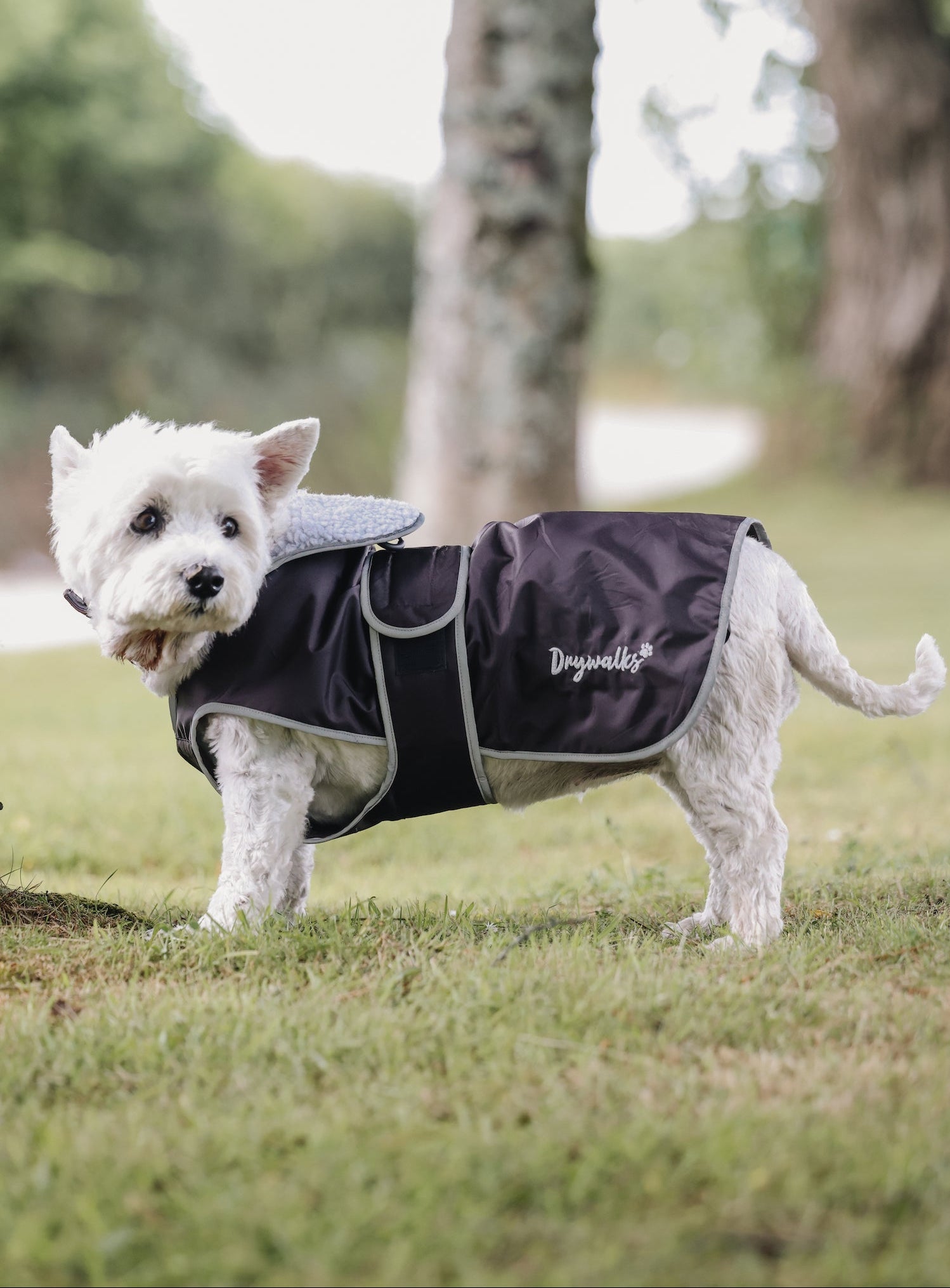Drywalks Waterproof Dog Coat in rich brown dog wearing coat on walk