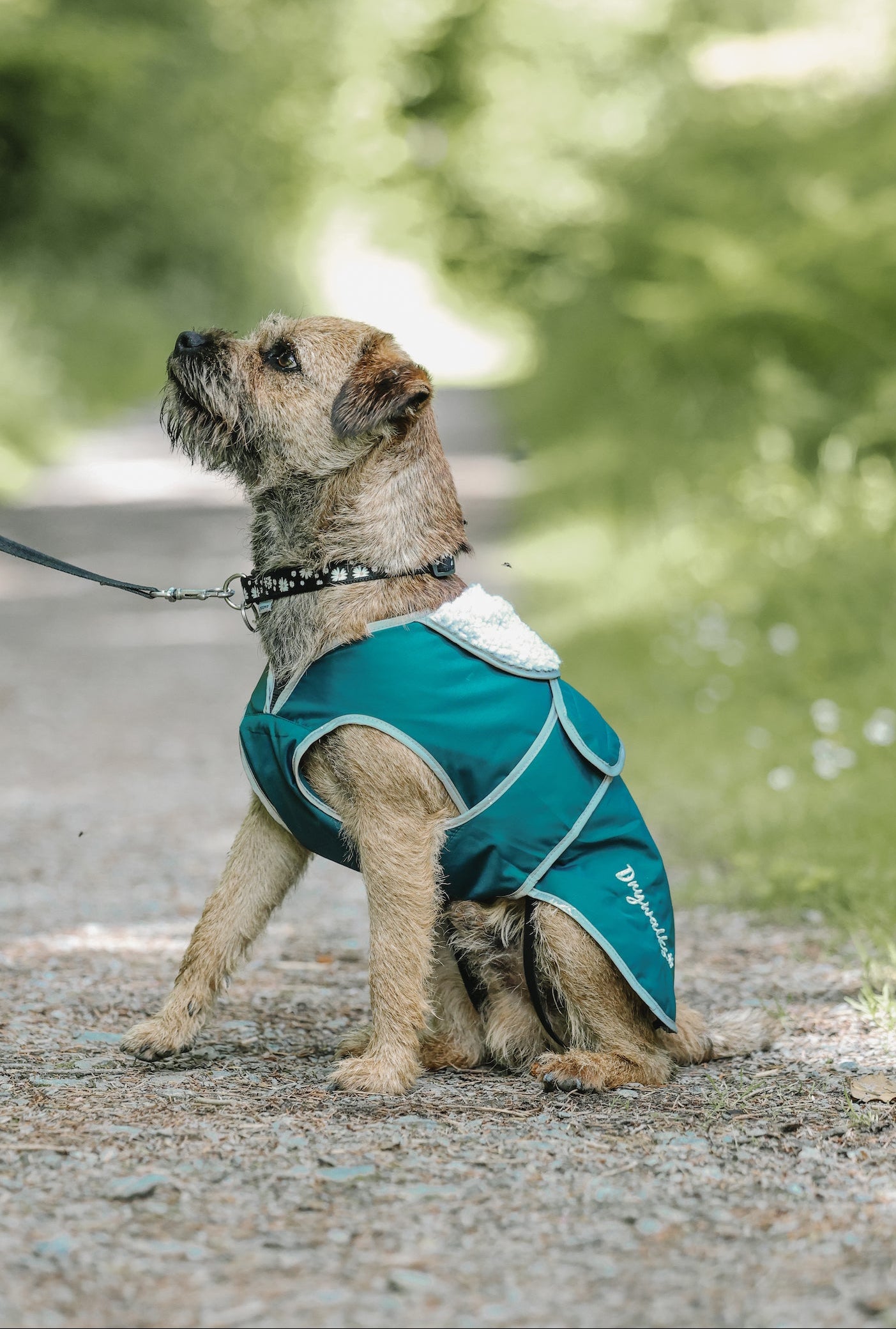Drywalks Waterproof Dog Coat in teal dog on walk