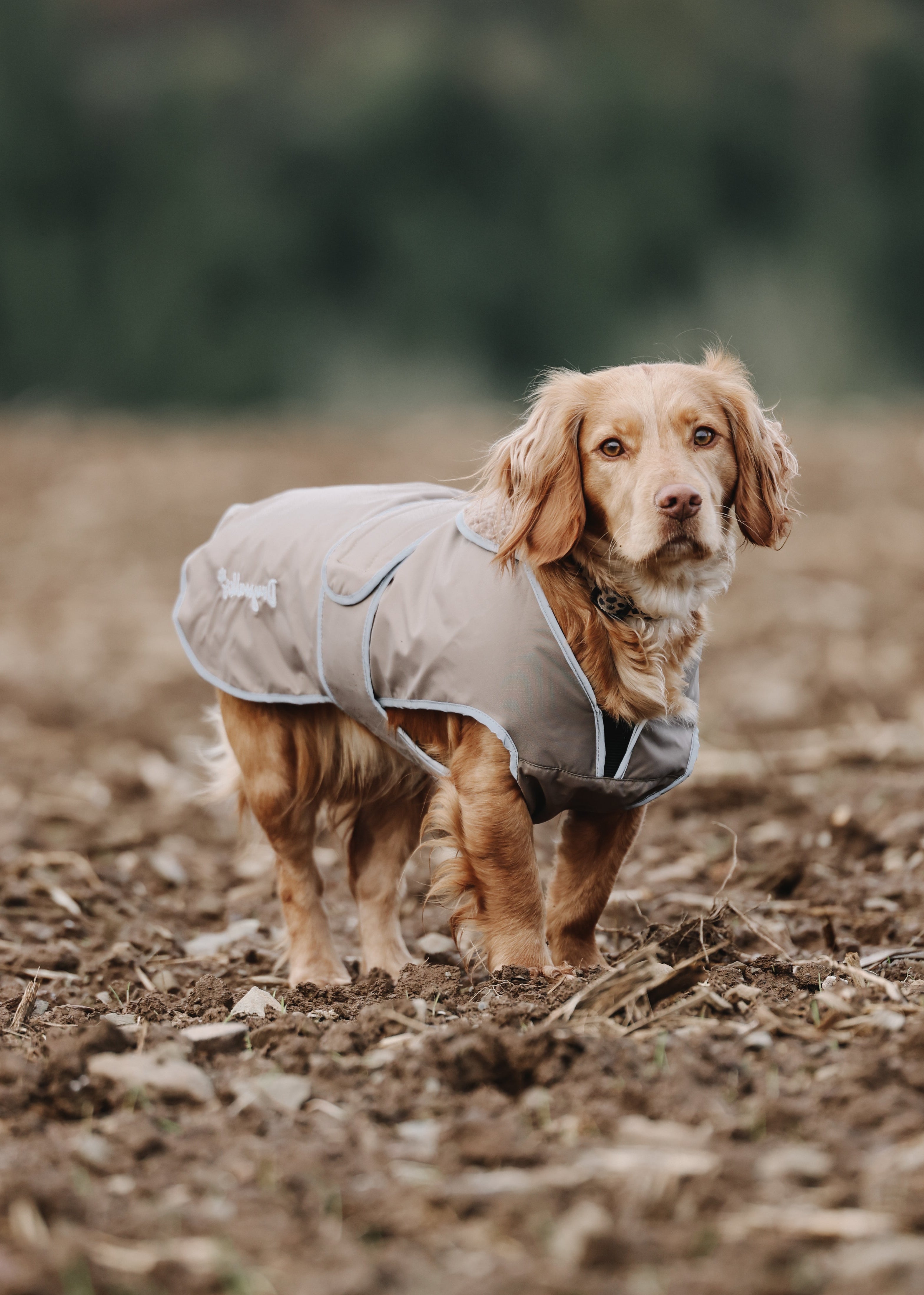 Waterproof Dog Coat Taupe – Drywalks - Main Image