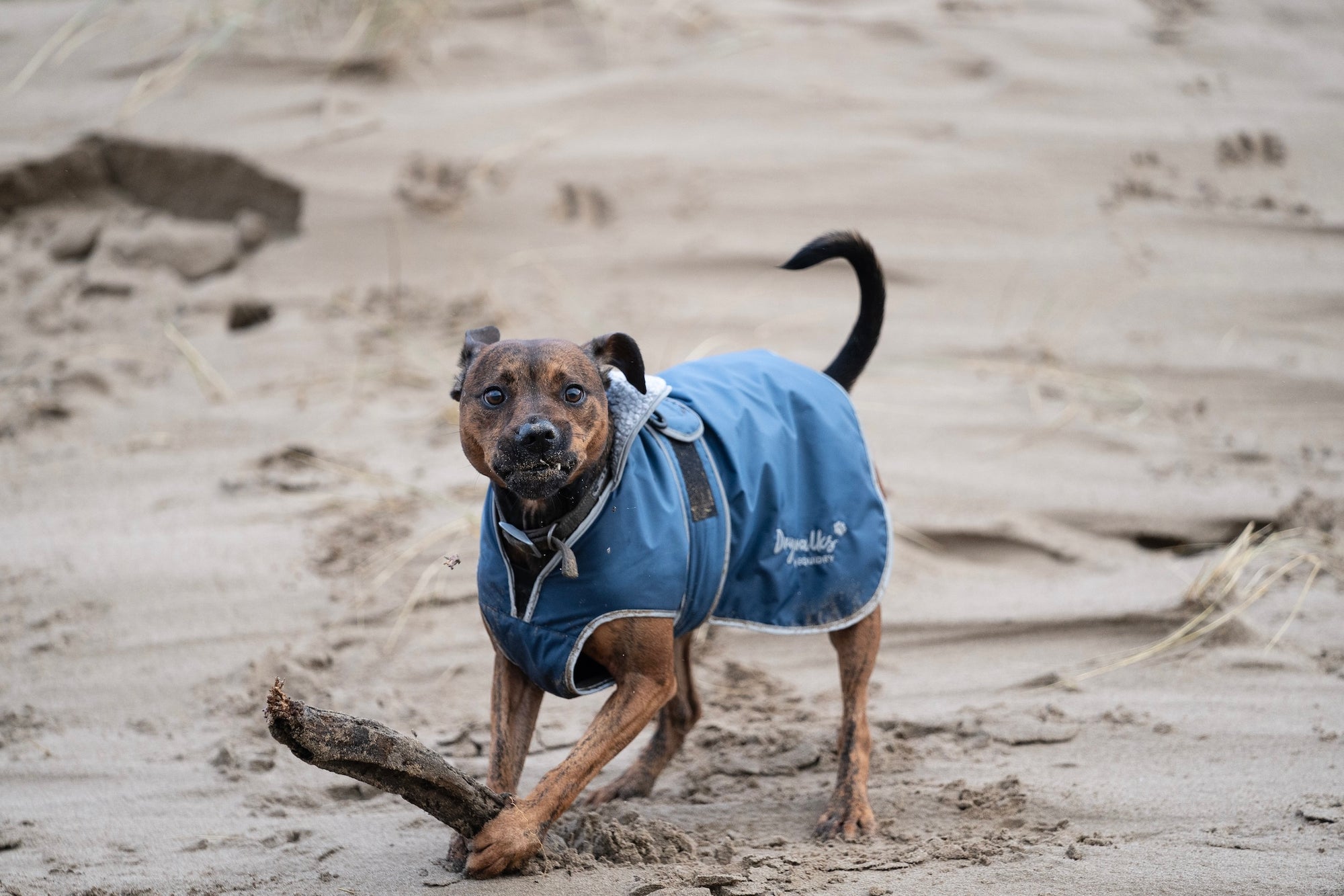 How to stop a dog chewing