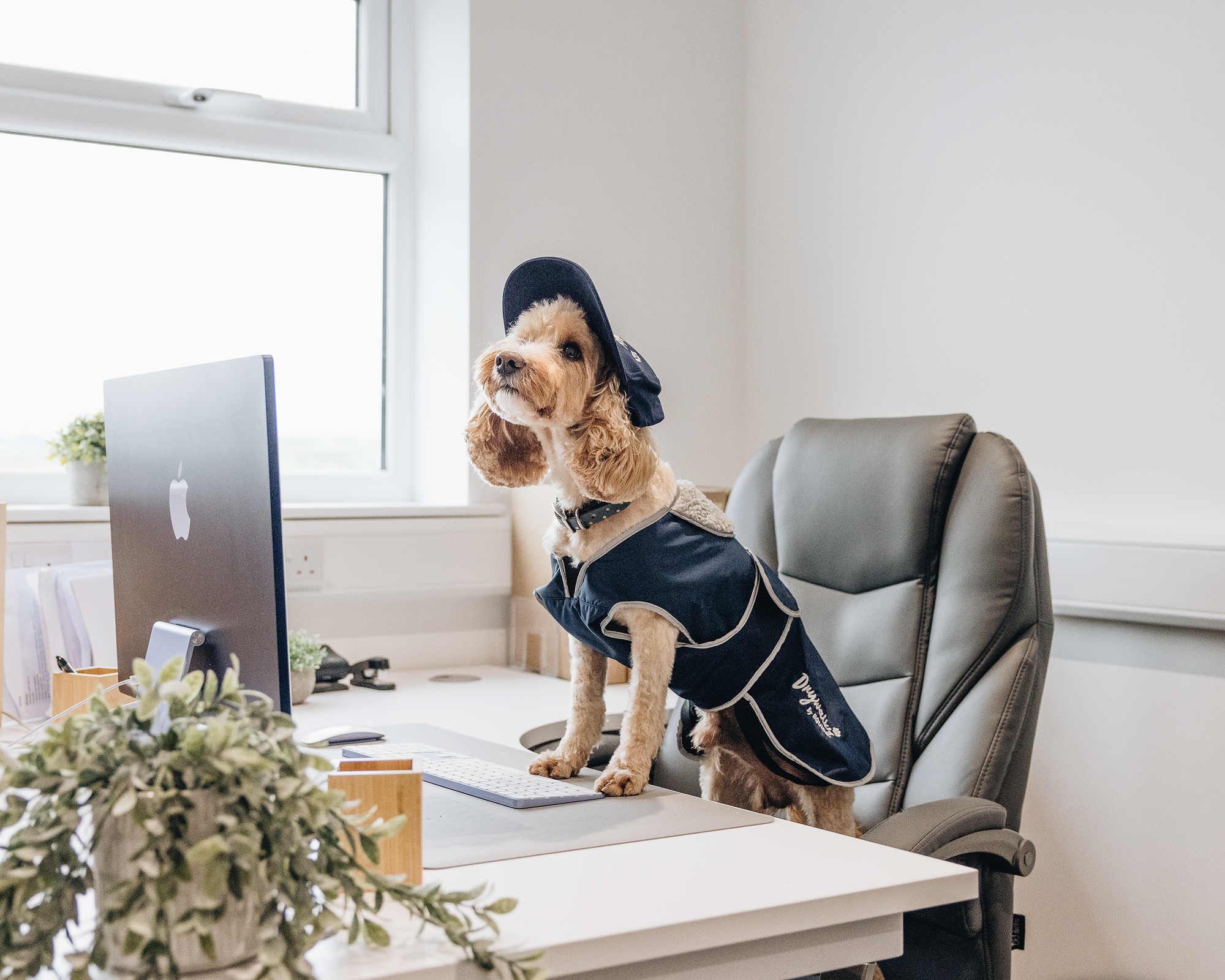 Benefits of having dogs in the office