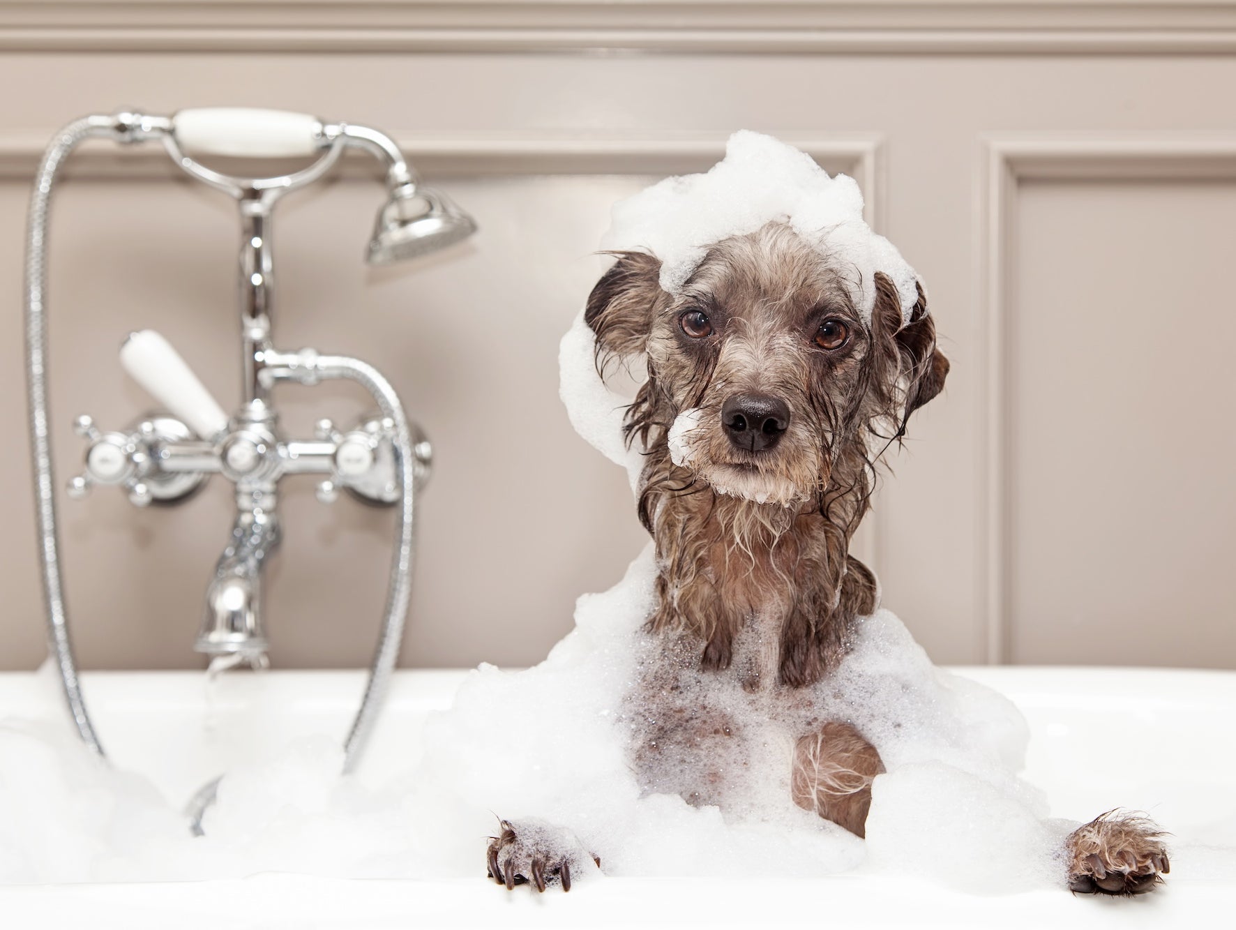 How often should a dog be bathed?