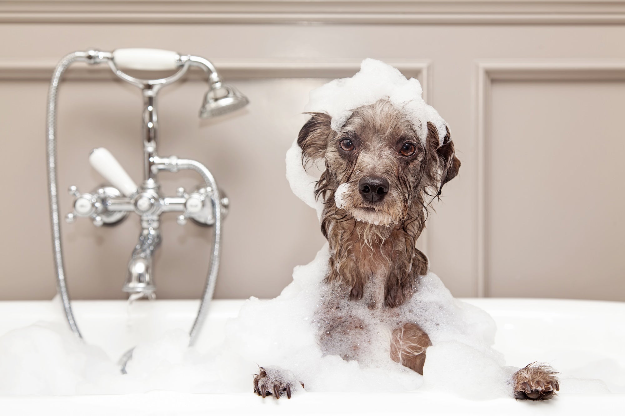 How often should a dog be bathed?