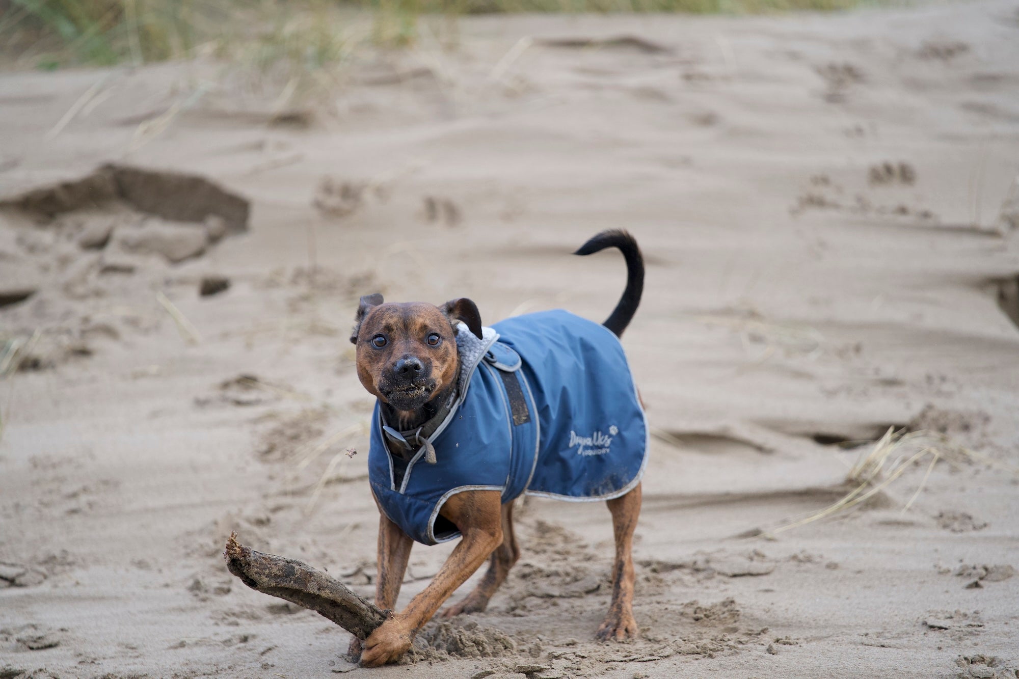 Coats for Dogs