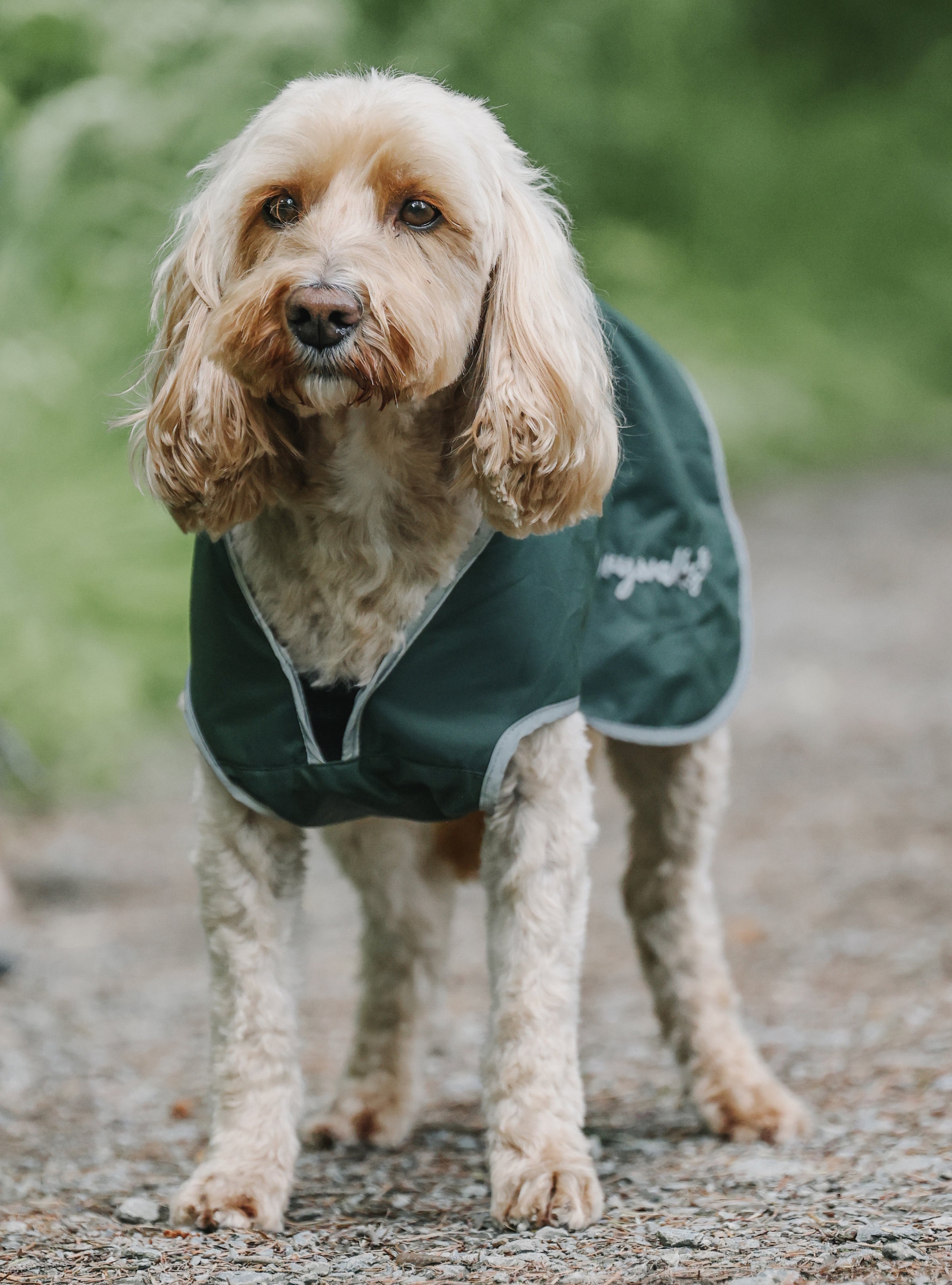 Drywalks Waterproof Dog Coat Forest Green