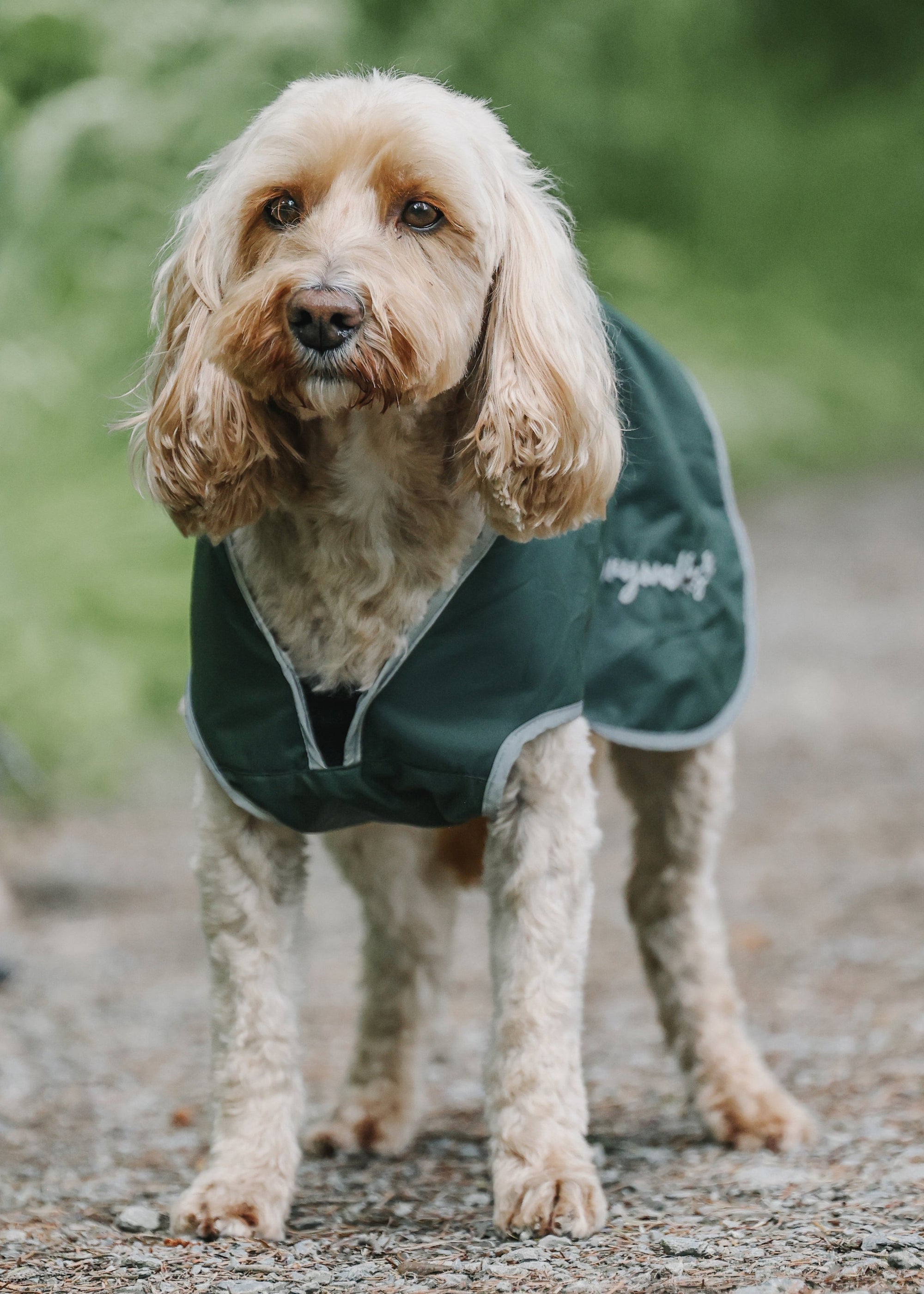 Drywalks Waterproof Dog Coat in black forest green dog wearing coat