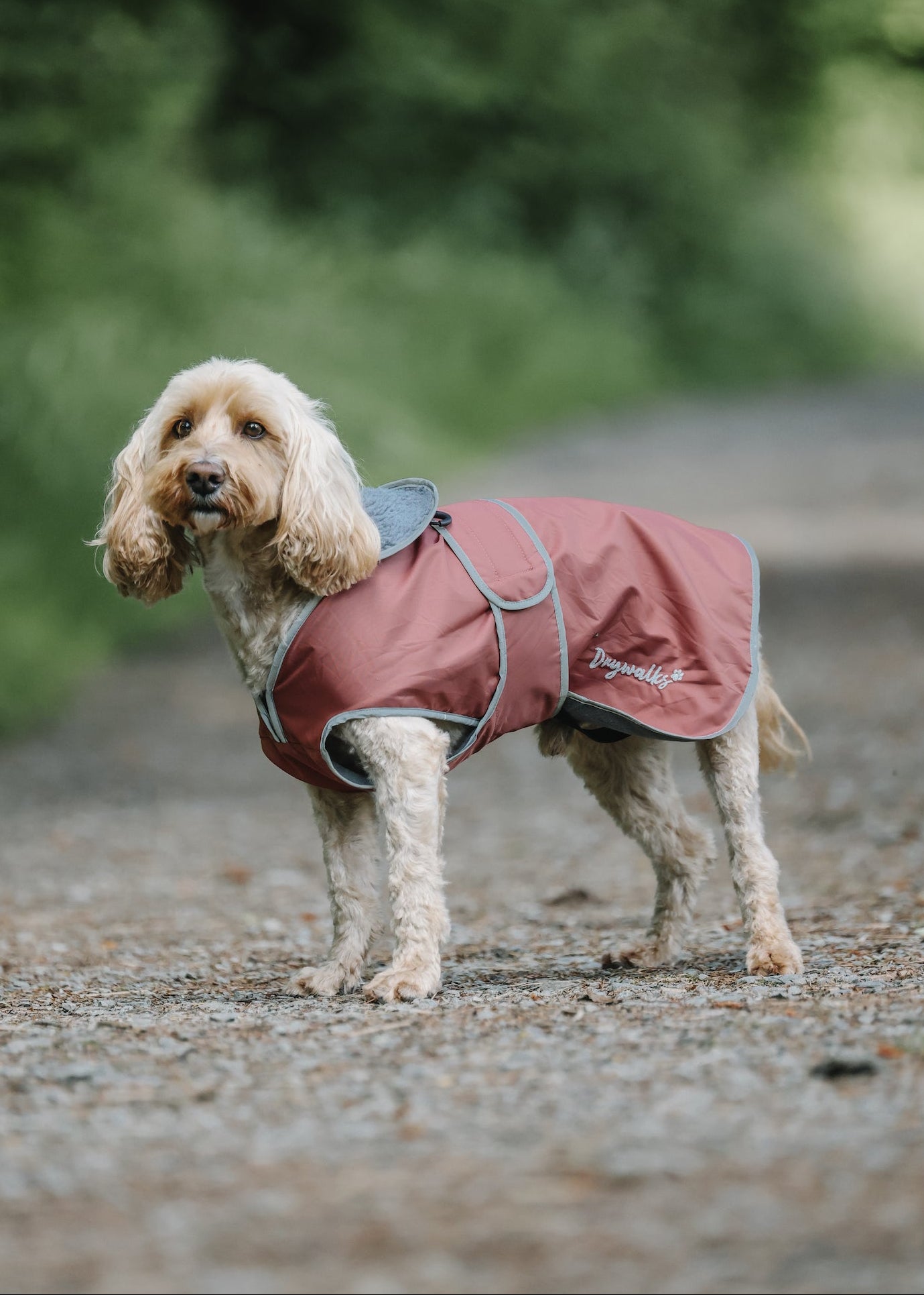 Drywalks Waterproof Dog Coat in chesnut dog wearing coat
