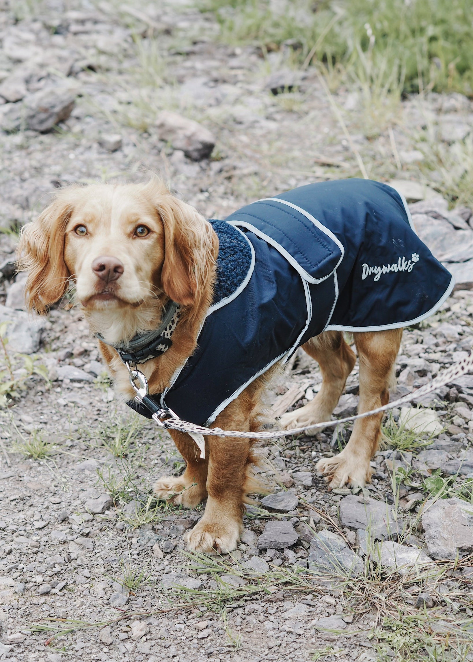 Drywalks Waterproof Dog Coat in navy 