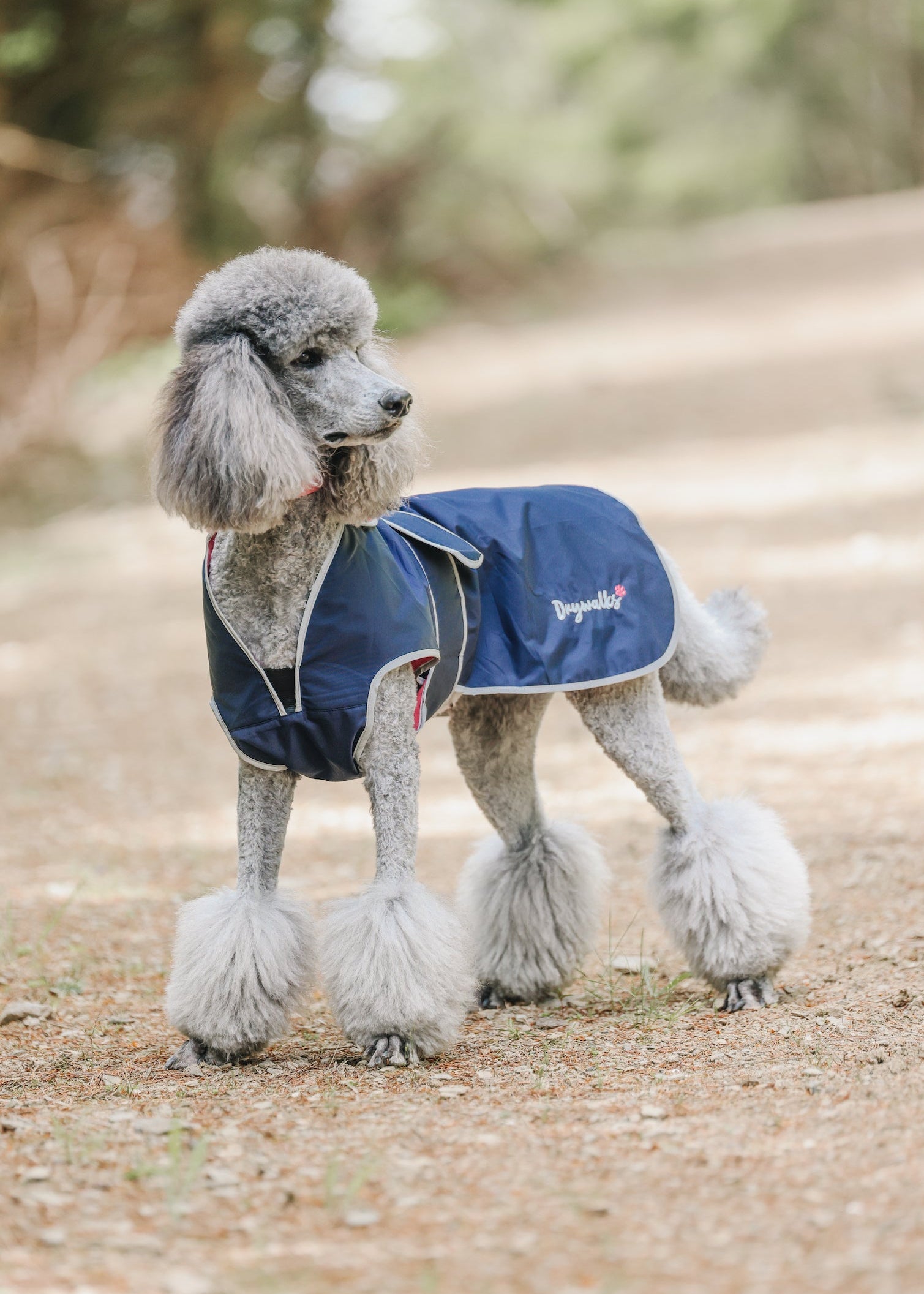 Drywalks Waterproof Dog Coat in navy poodle wearing coat