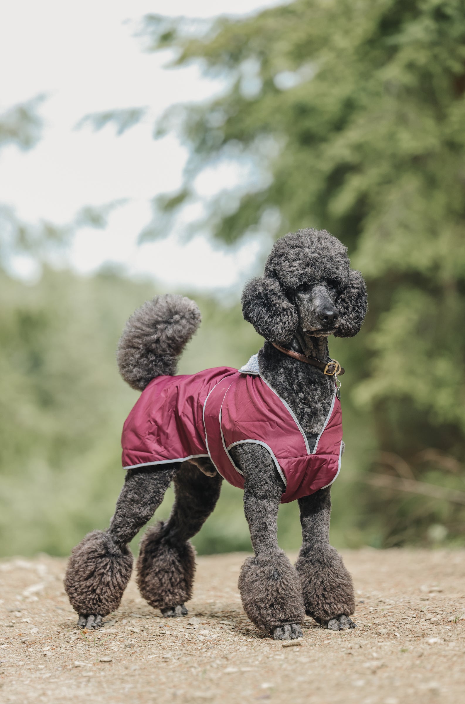 Drywalks Waterproof Dog Coat Plum