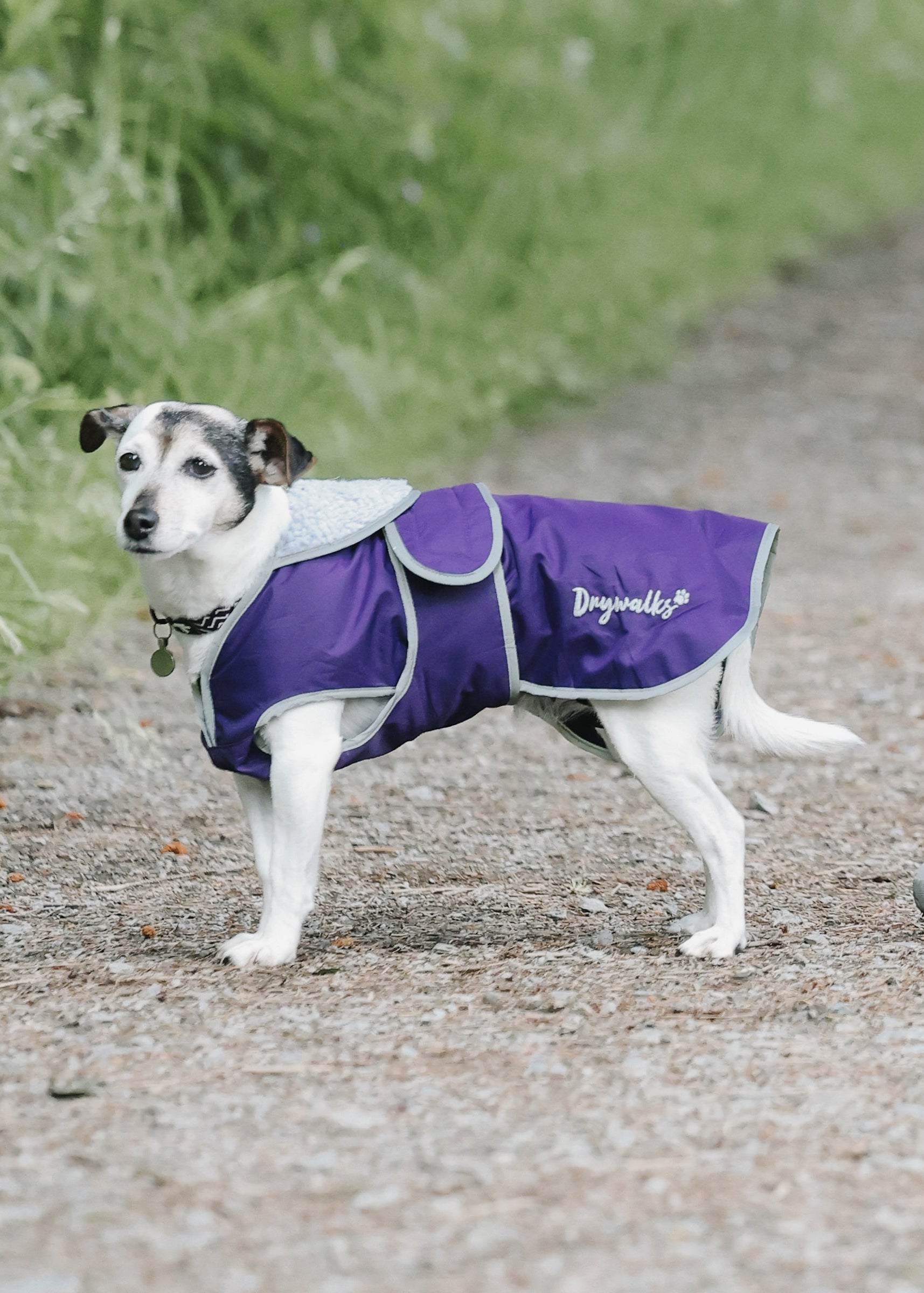 Drywalks Waterproof Dog Coat in purple dog wearing coat on walk
