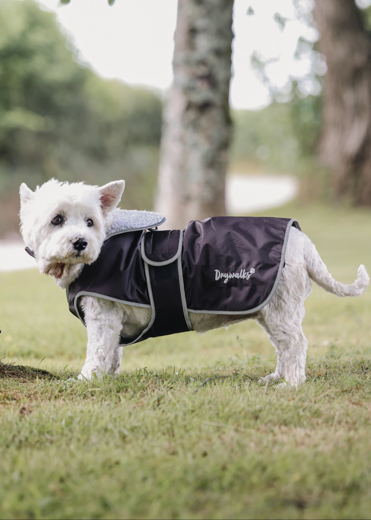 Drywalks Waterproof Dog Coat in rich brown dog wearing coat on walk