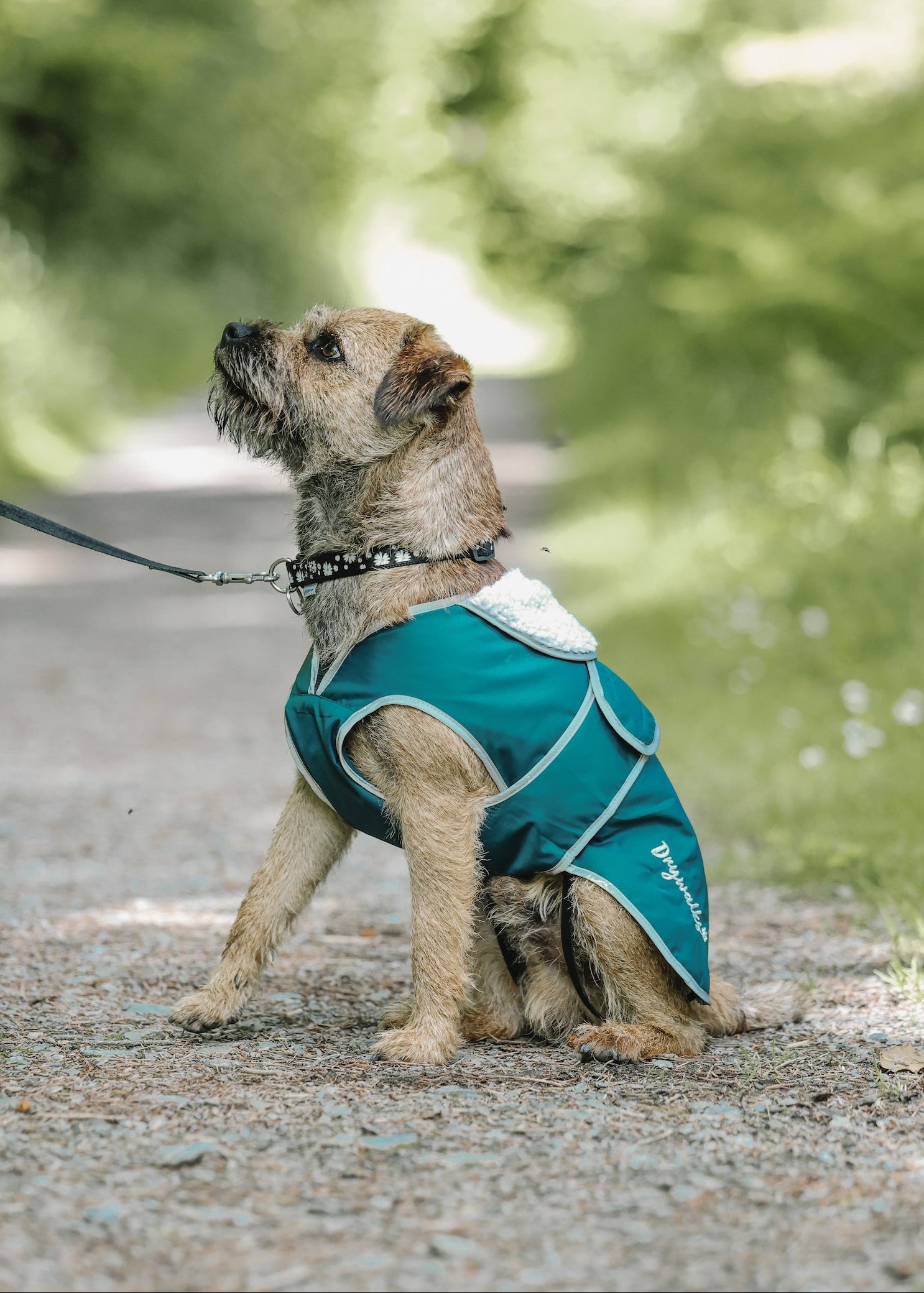 Drywalks Waterproof Dog Coat in teal dog on walk